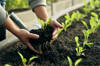 Adubação e Fertilização de Jardim na Vila Medeiros