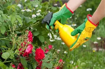 Controle de Pragas e Doenças de Jardim na Vila Medeiros