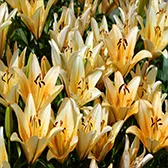 Manutenção de Jardins de Condomínio na Vila Medeiros