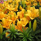 Manutenção de Jardins de Condomínio na Vila Medeiros