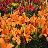 Manutenção de Jardins de Condomínio na Vila Medeiros
