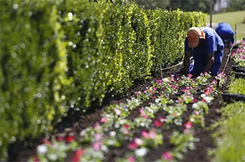 Reposição de Mudas e Flores de Jardim na Vila Medeiros